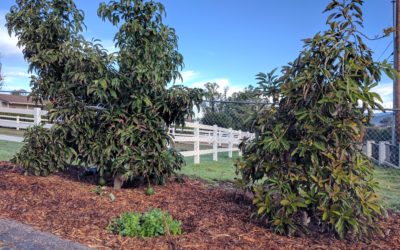 Do you need two avocado trees to get fruit?