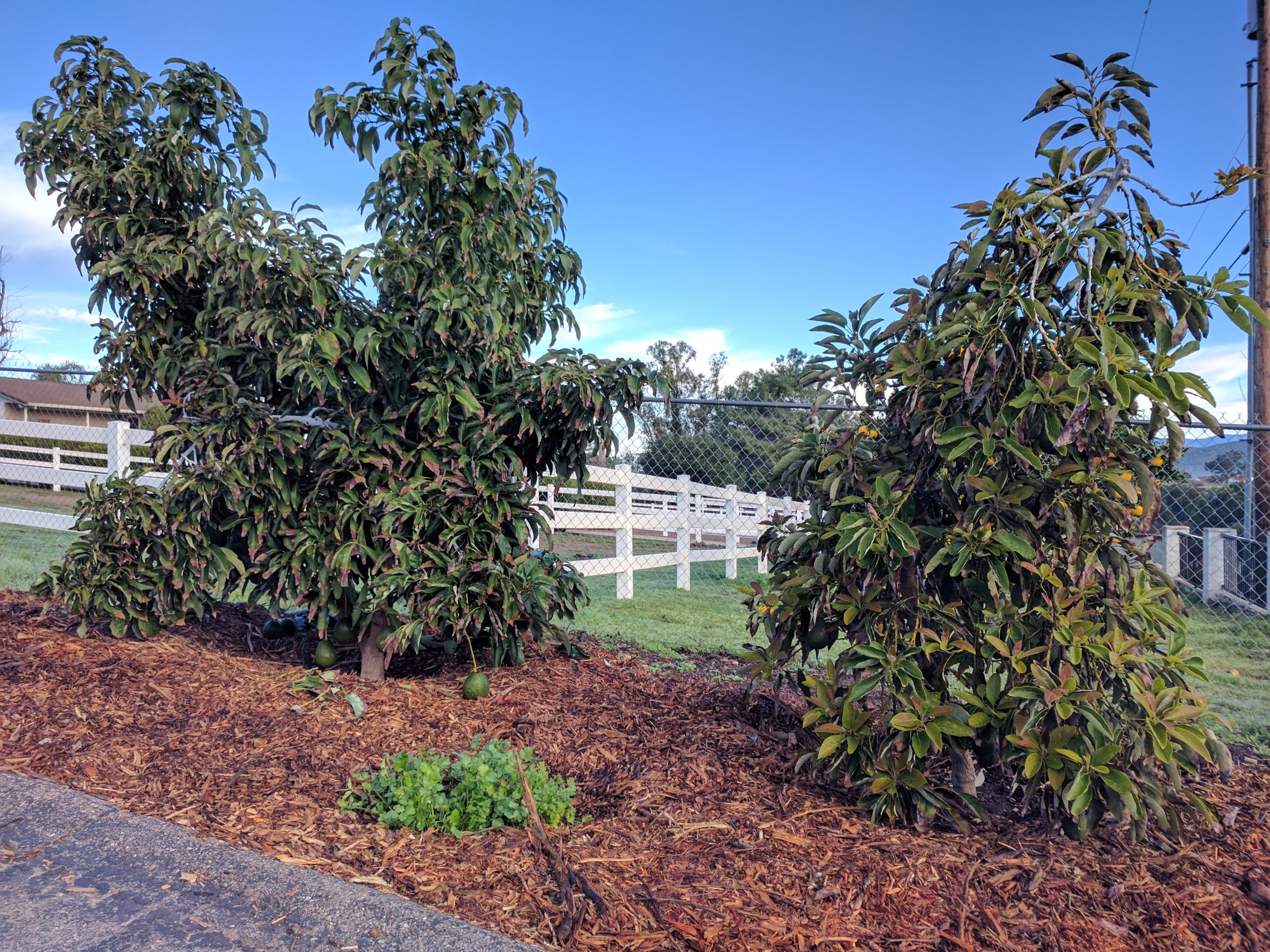 Dairy cows and avocado trees? You bet.