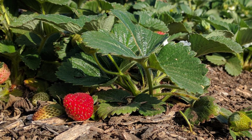 strawberries in April