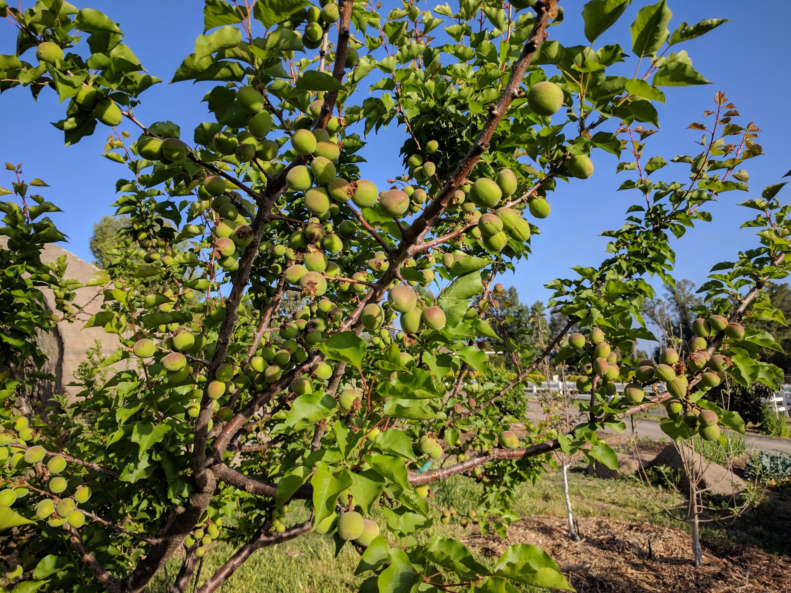 How to Increase Apricot Fruit Size: Exploring Apricot Fruit Growth  Optimization