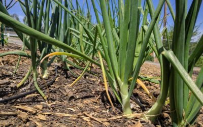 You sure can grow long-day onions in Southern California