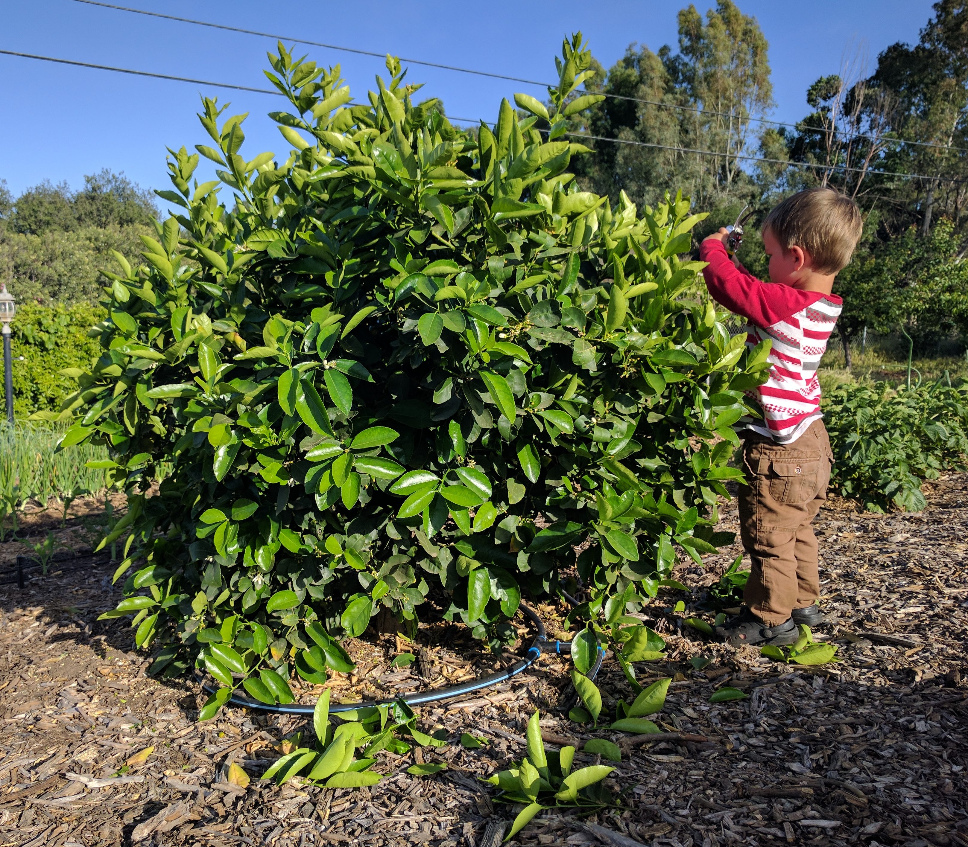 pruning lemon trees in spain