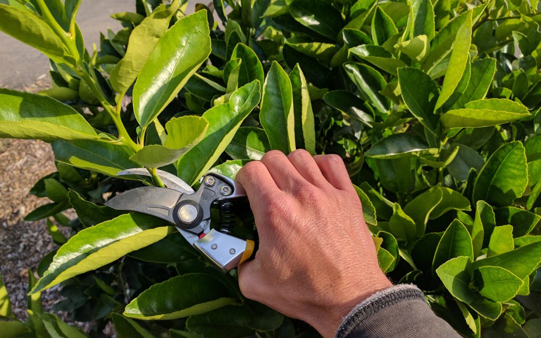 When should you prune citrus trees