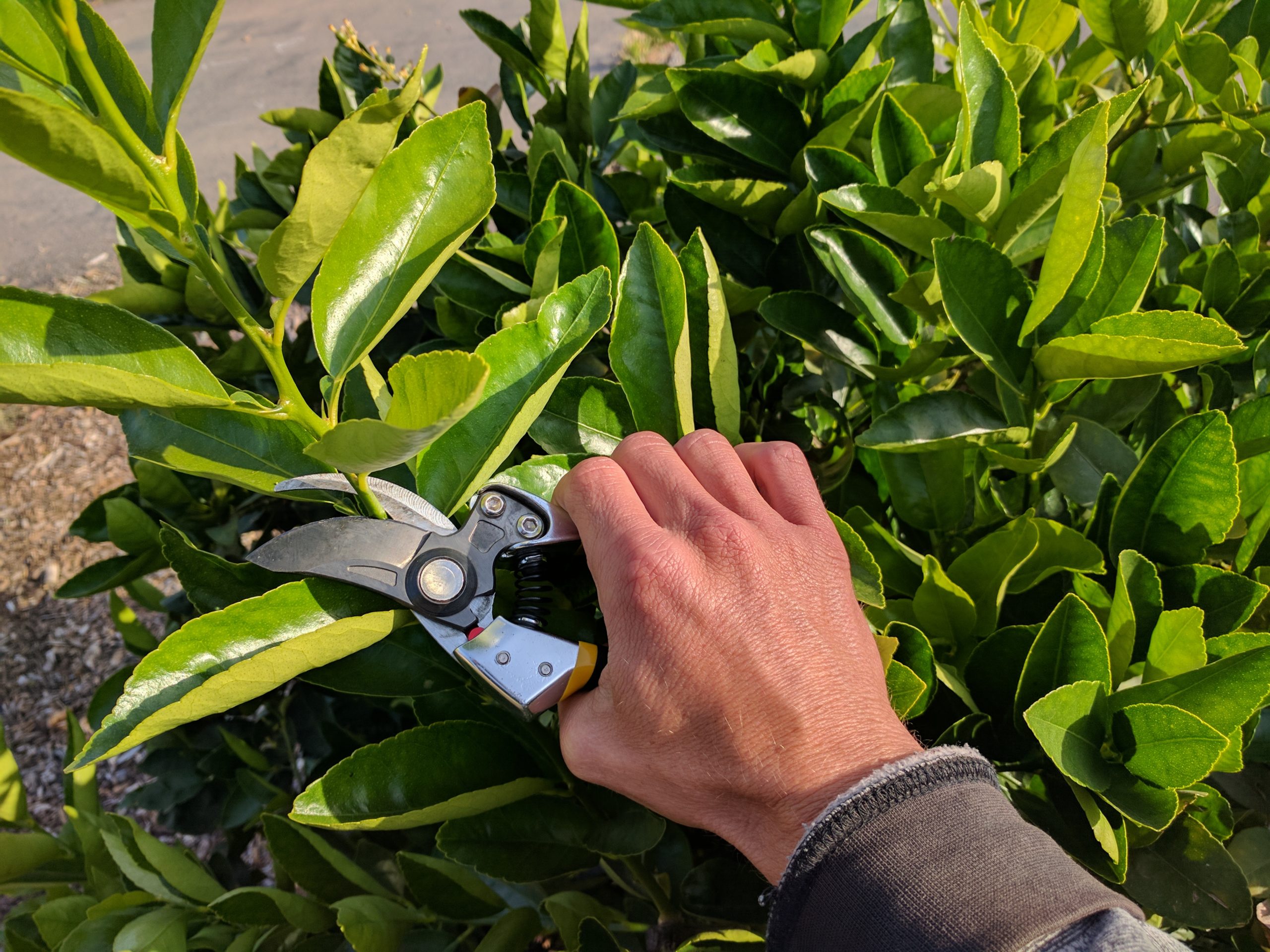 pruning lemon trees best time nz - Dalene Neely