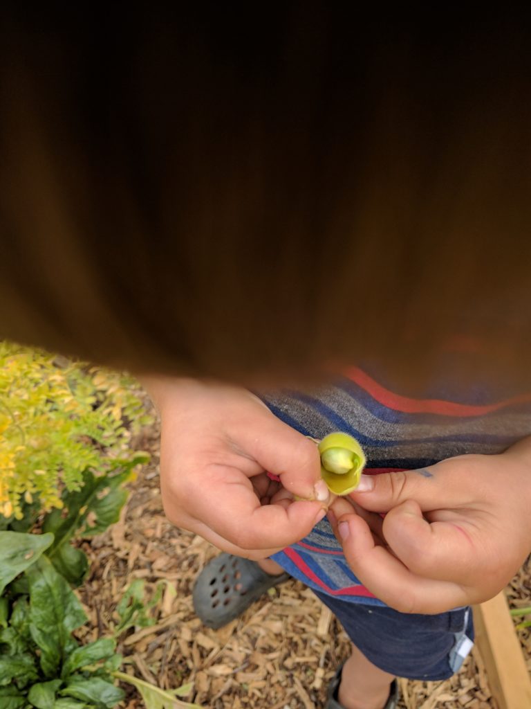 Fresh green garbanzo bean