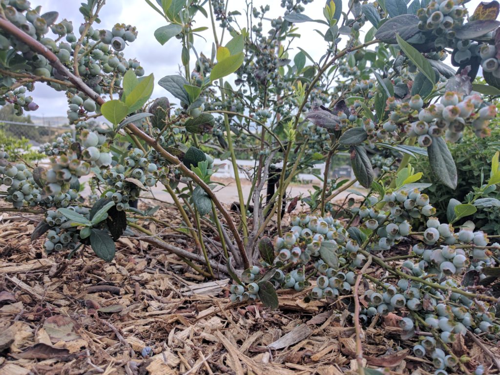 Sunshine Blue blueberry plant in full sun