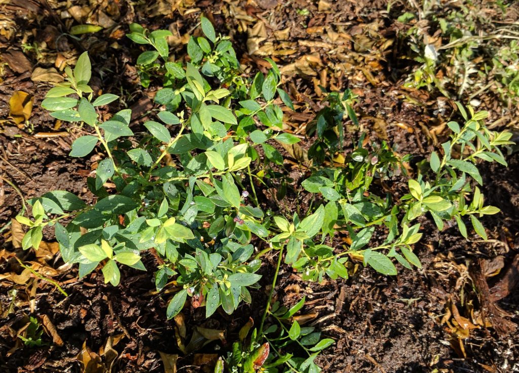 blueberry plant in partial shade