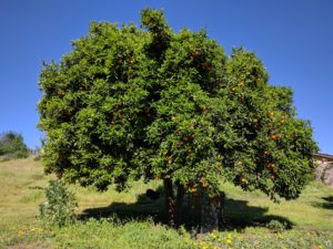 Valencia orange tree