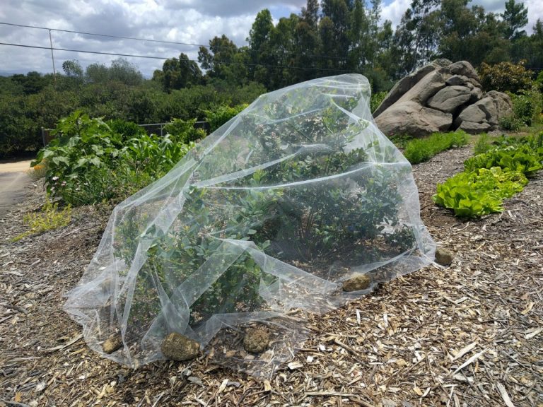 protecting blueberries from birds with tulle net Greg Alder's Yard