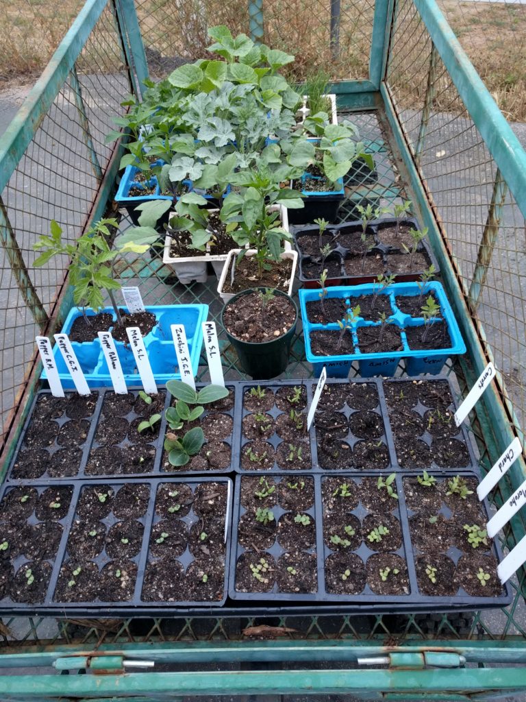 vegetables seeds and seedlings in May