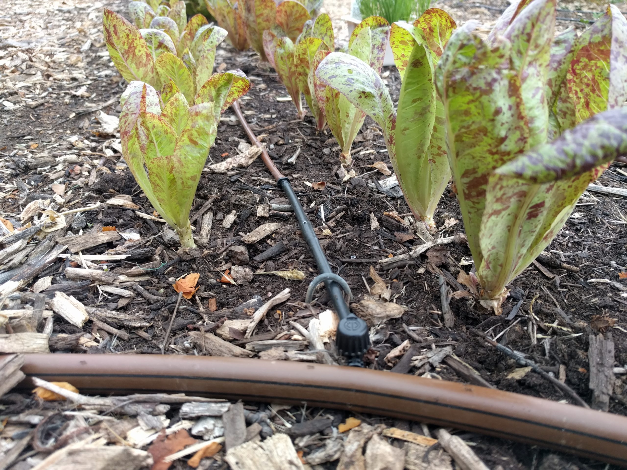 How long to run drip irrigation on vegetables Greg Alder's Yard Posts