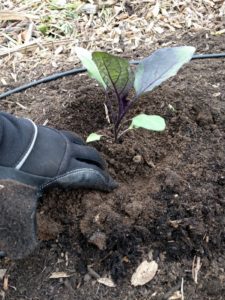 transplanting a vegetable seedling step 4