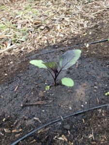 transplanting a vegetable seedling step 6