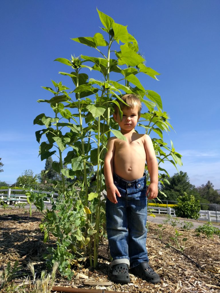 Cass and his sunflowers