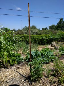 Champion seedling tomato staked