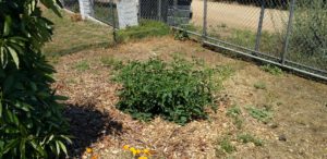 Early Girl tomato plant no support