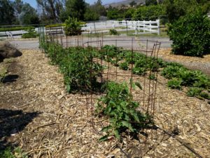 San Diego tomato plant short cage