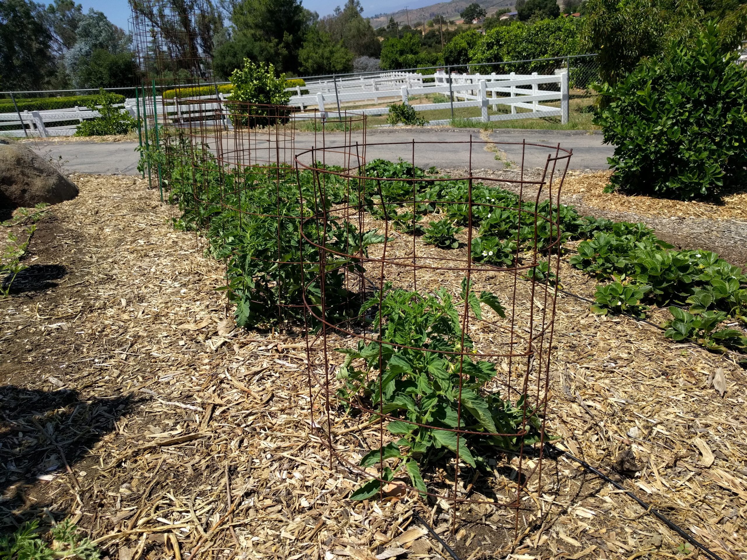 San Diego tomato plant short cage - Greg Alder's Yard Posts: Food ...