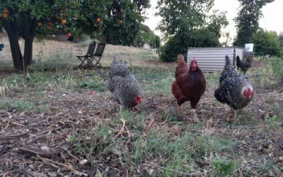 Chickens: my garden’s little helpers