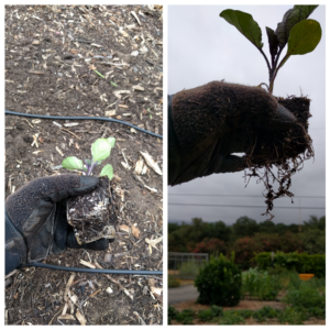 transplanting a vegetable seedling step 2