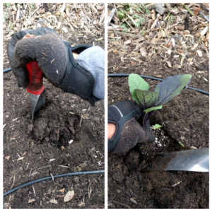 transplanting a vegetable seedling step 3