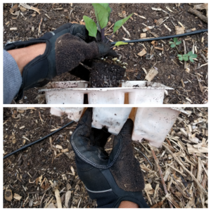 transplanting a vegetable seedling step 1