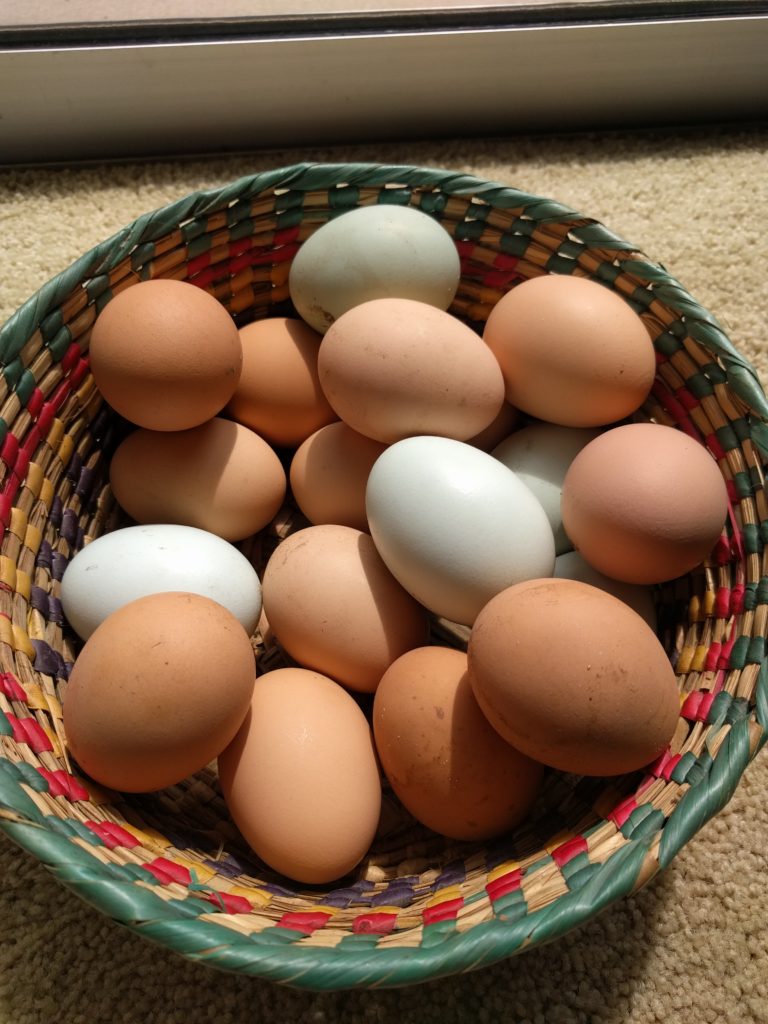 backyard chicken eggs