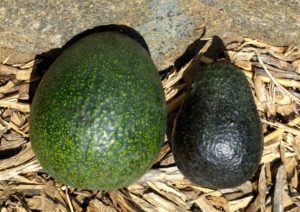 Reed and Lamb Hass avocados size comparison