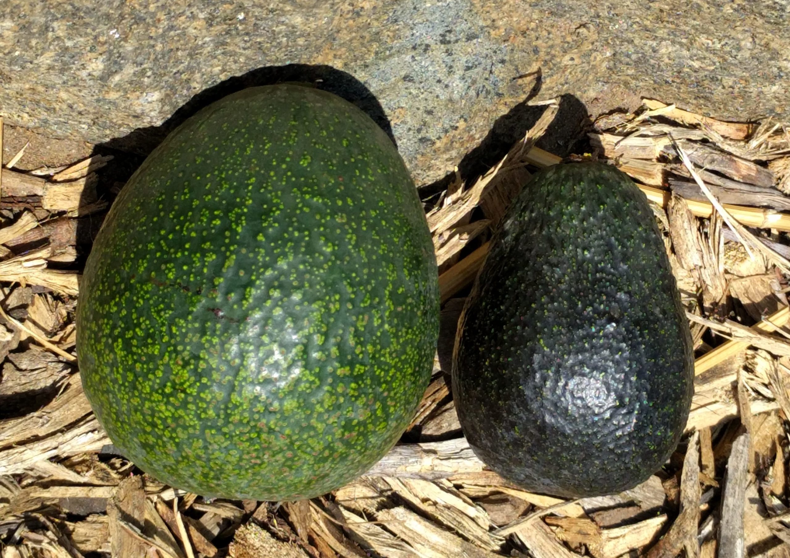 Reed and Lamb Hass avocados size comparison Greg Alder's Yard Posts