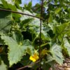 lemon cucumber plant