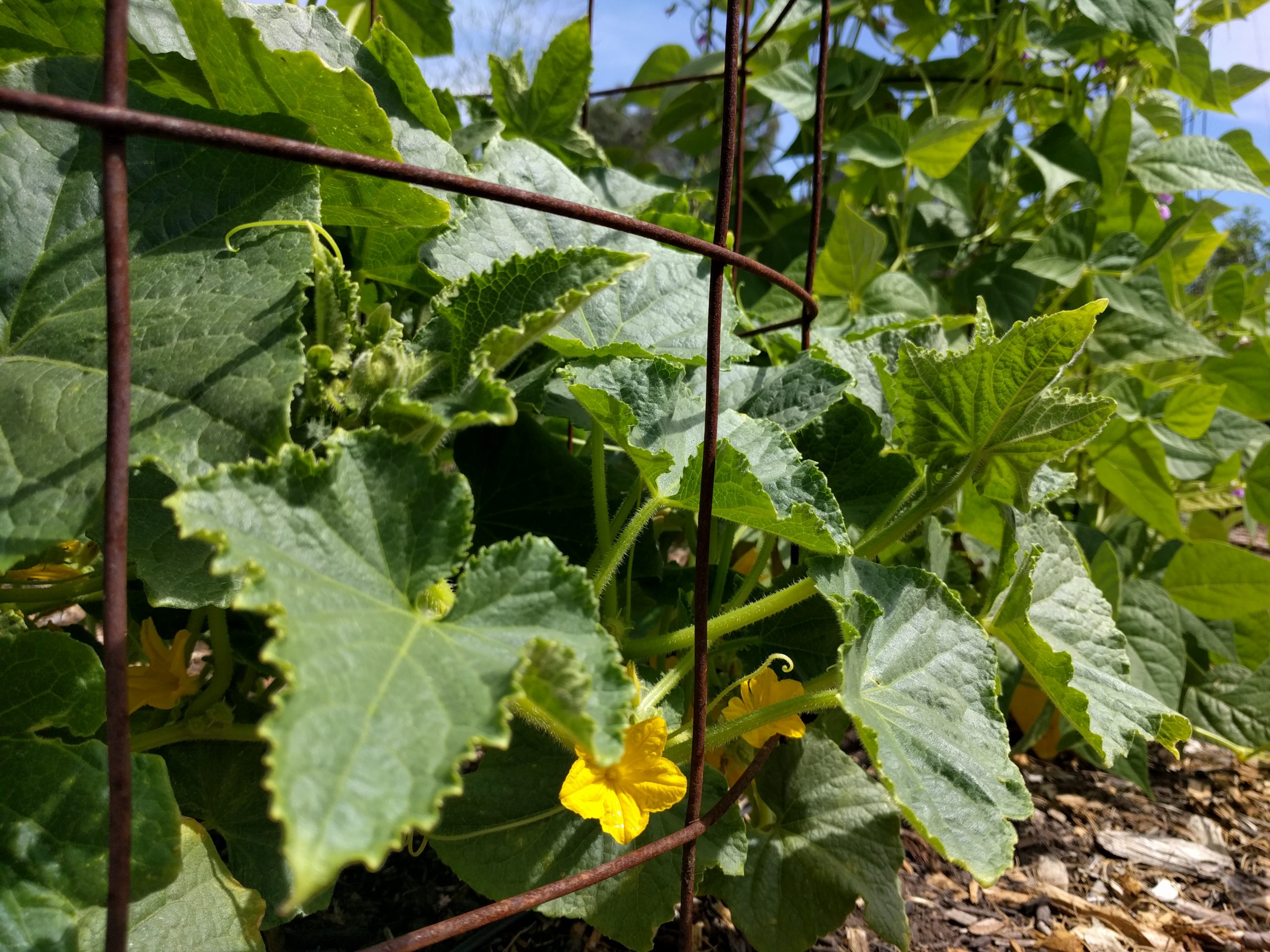 WHAT CAN I PLANT IN JUNE IN SOUTHERN CALIFORNIA visual data 7