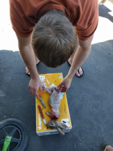 cleaning a rabbit