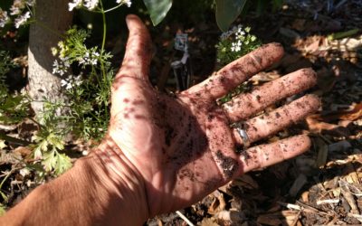 Get your hands dirty: discover the truth about your irrigation practices