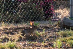 rabbit eating in yard