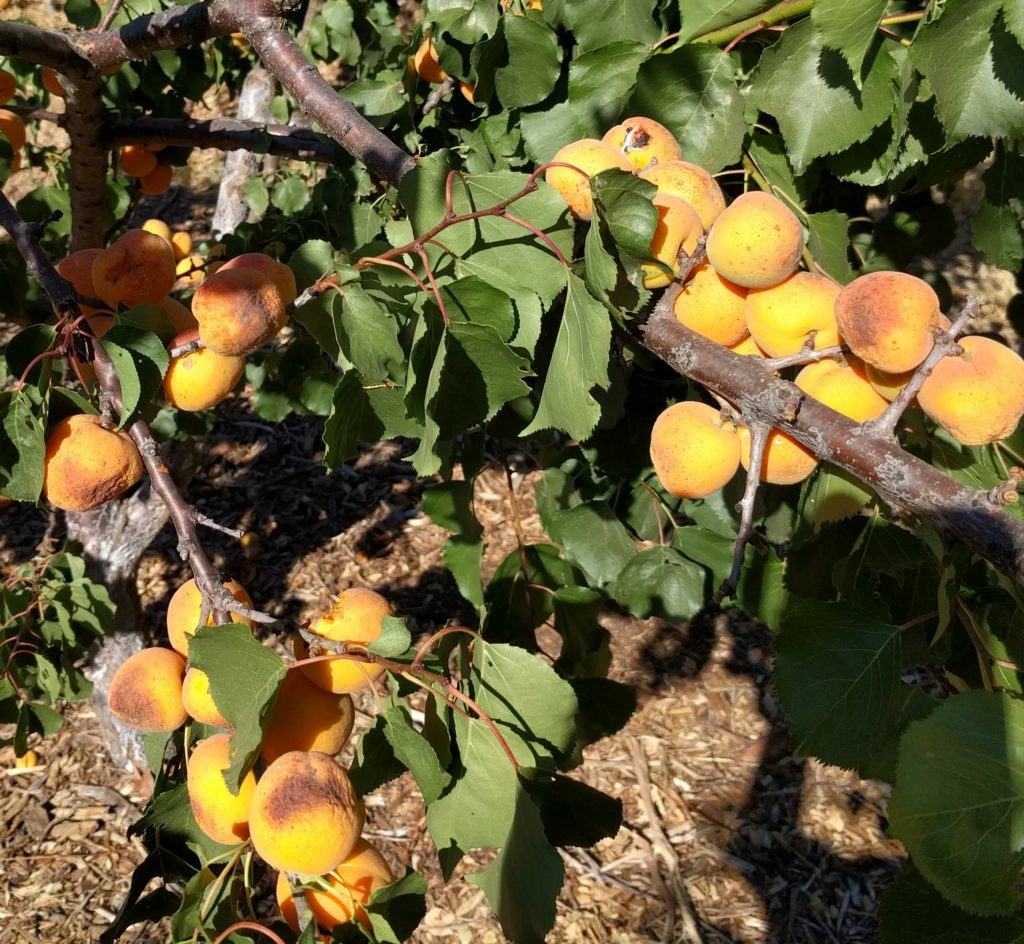 sunburned apricots