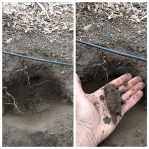 soil moisture feel test tomatoes six inches