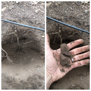 soil moisture feel test tomatoes twelve inches