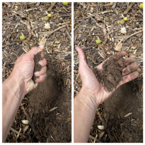 soil moisture feel test apricot tree