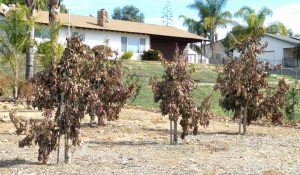 Cold damaged avocado trees (young)