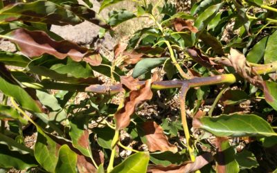 Avocado trees get sunburned — what to do?