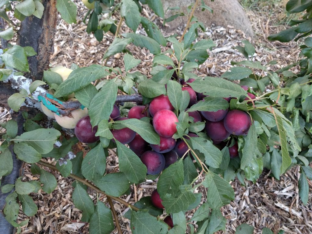 Burgundy plum fruit needing thinning