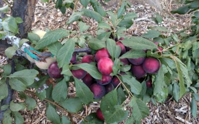 Oh the mistakes I’ve made: Not thinning enough fruit from a plum tree