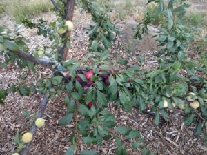 Burgundy plum grafted branch