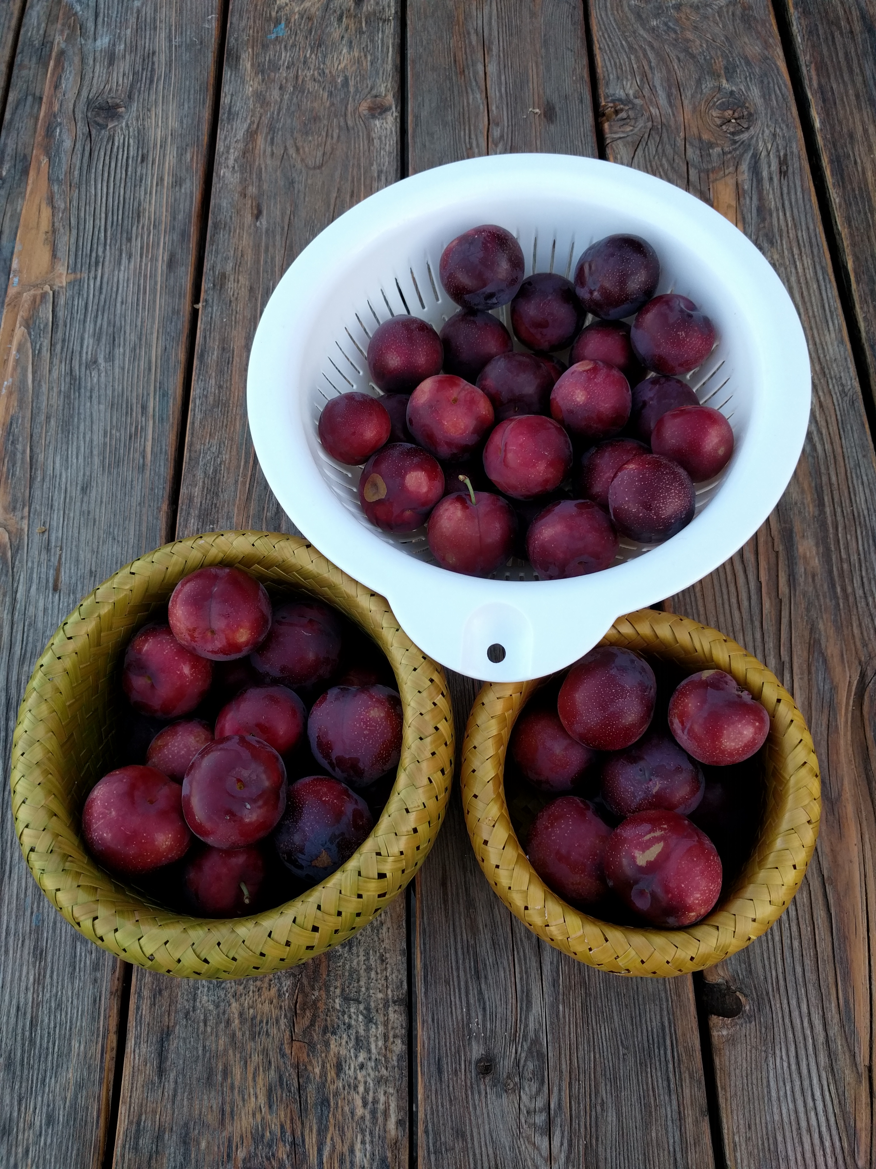 Oh the mistakes I've made: Not thinning enough fruit from a plum tree -  Greg Alder's Yard Posts: Southern California food gardening
