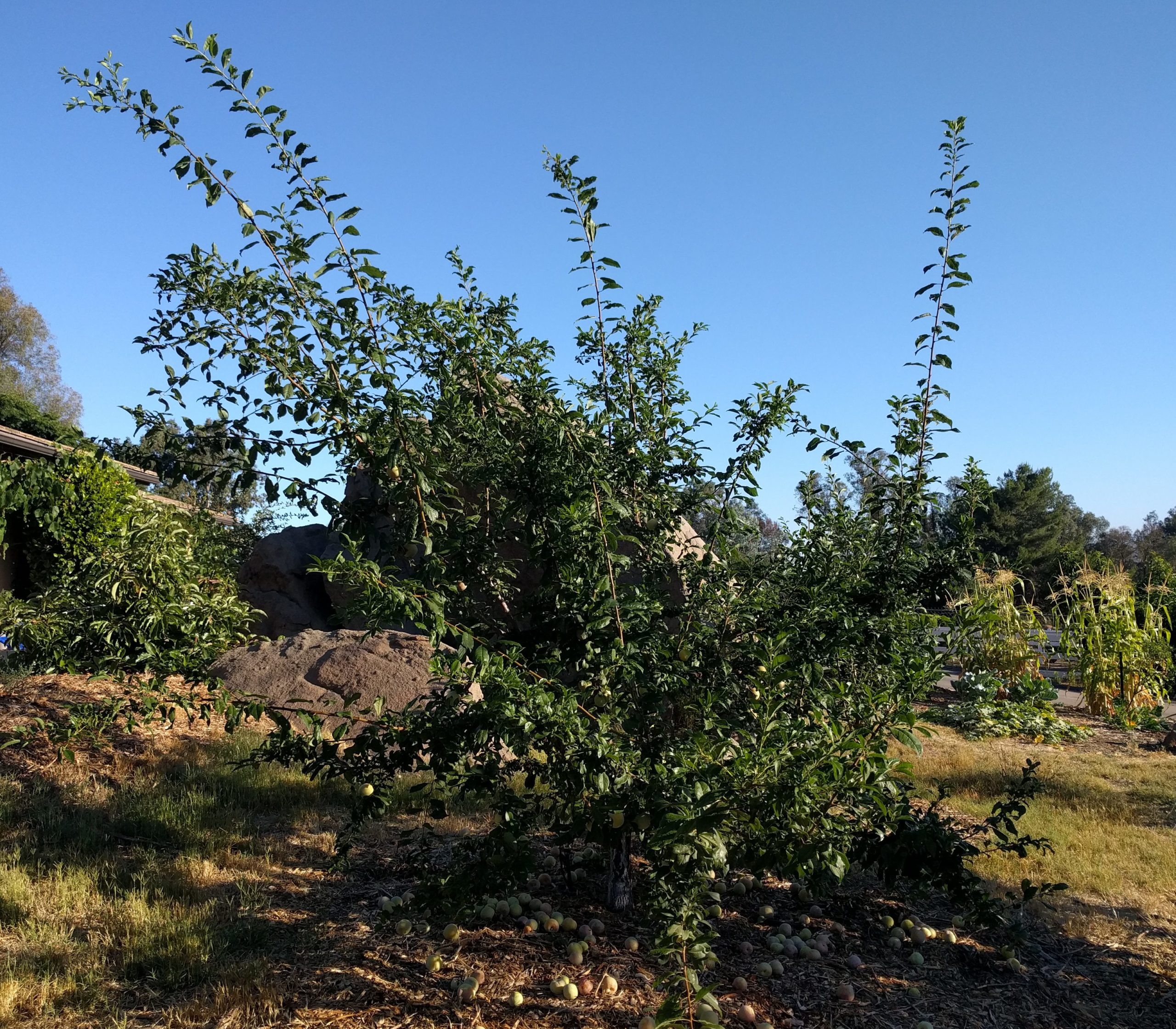 Dapple Dandy pluot tree - Greg Alder's Yard Posts: Food Gardening in ...