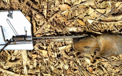 The best gopher trap: it’s a Cinch