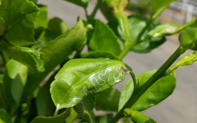 Don’t spray for citrus leafminers