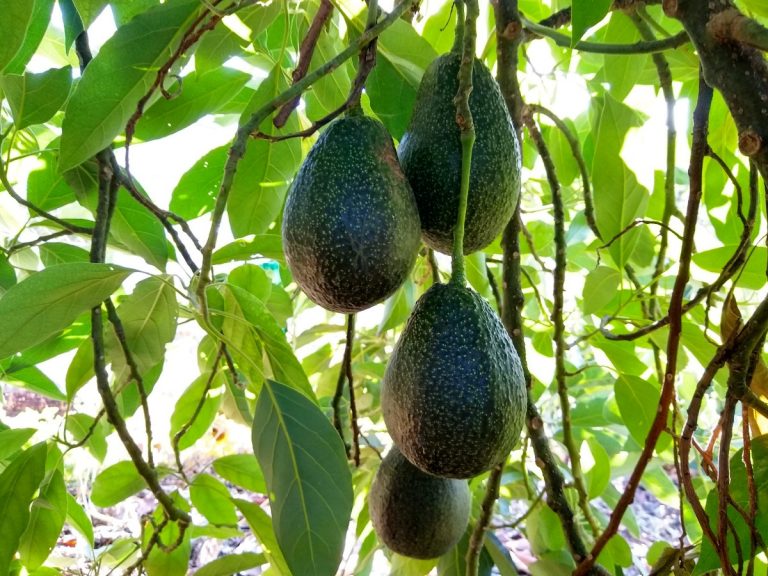 Avocado varieties for year-round harvest - Greg Alder's Yard Posts ...