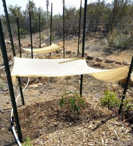 Shade structure for newly planted avocado tree