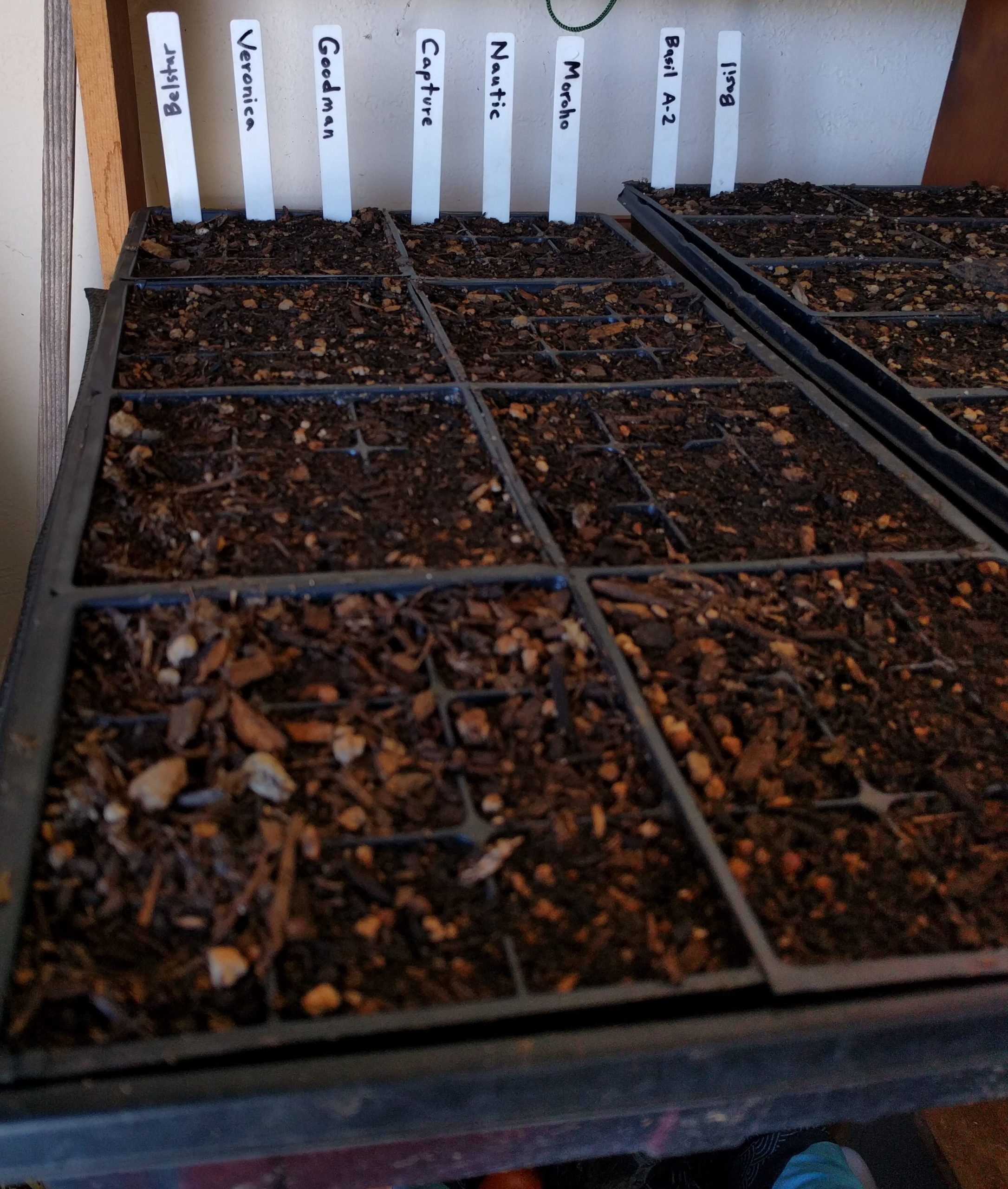 module tray with seeds sown in August Greg Alder's Yard Posts Food